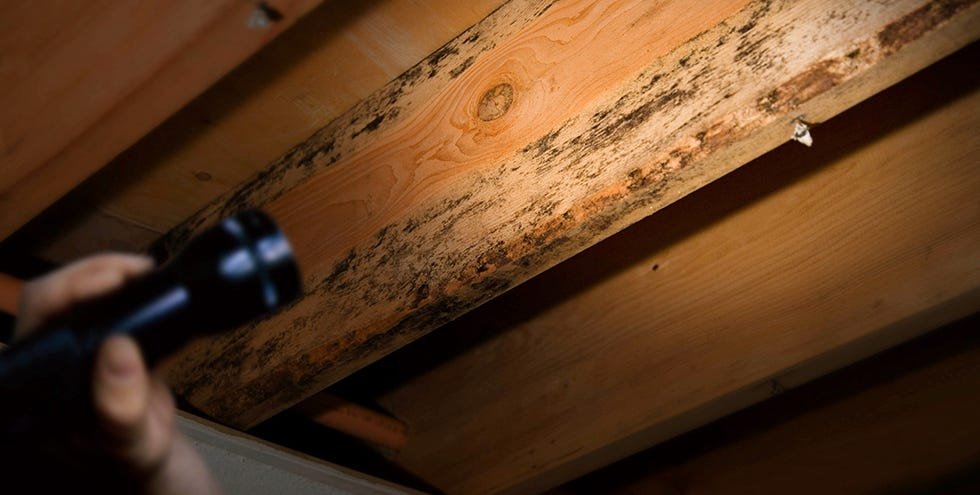 Termite Inspection Services in Longwood FL