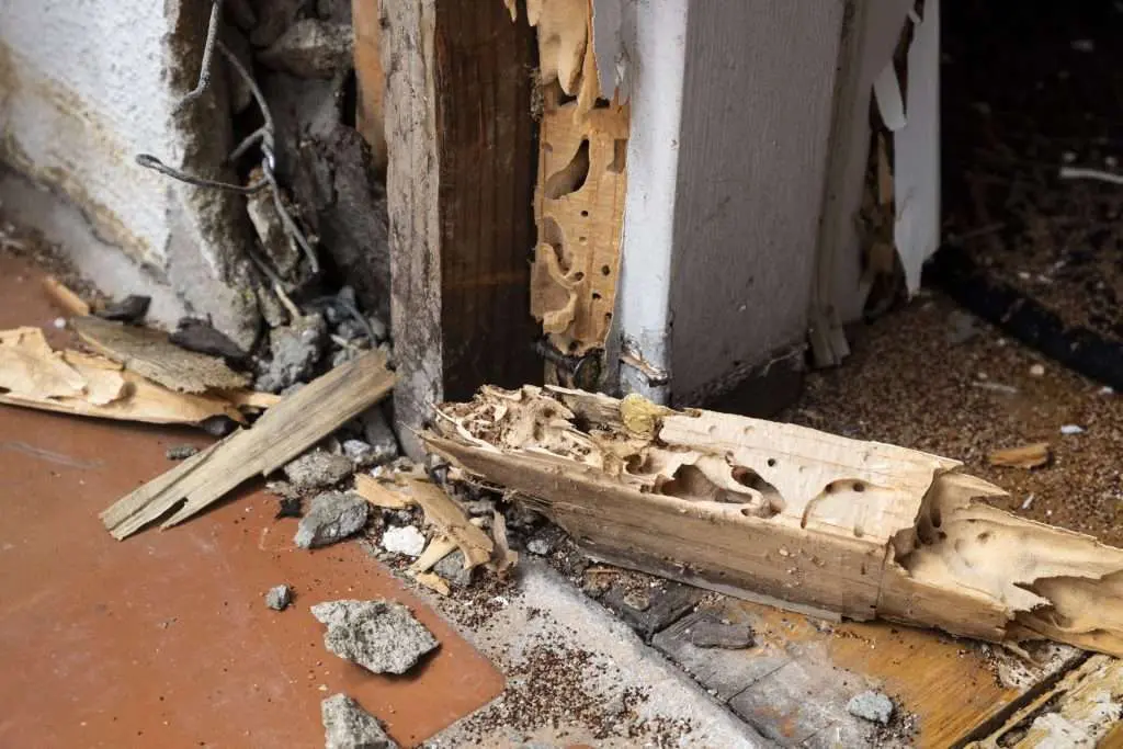 How Much Does a Termite Inspection Cost in Winter Park FL?