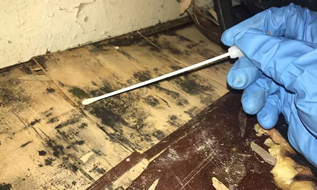 Mold Inspection in Apopka FL