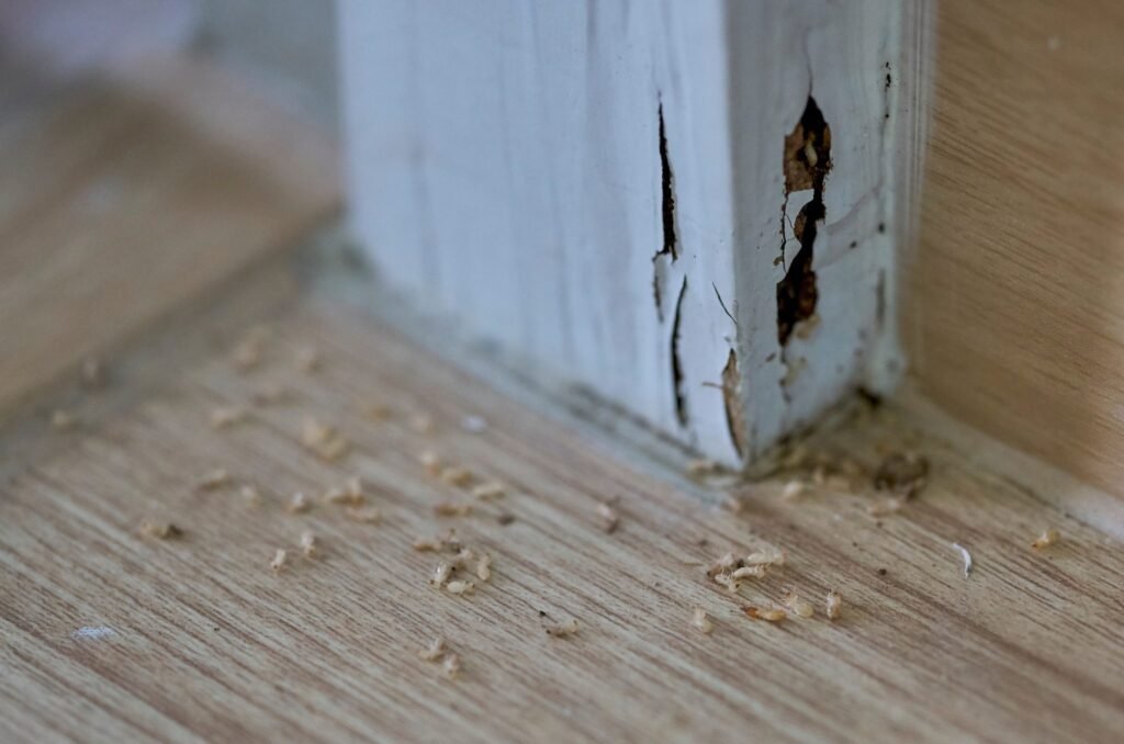 Residential Termite Inspection Services in Apopka FL
