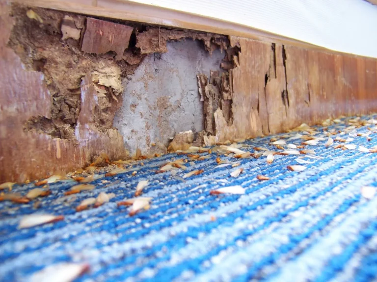 Why Choose A-1 Home Inspection Services for Termite Inspection?