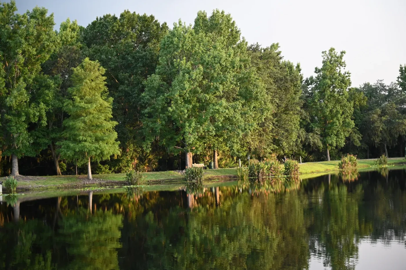 Calm Central Florida lake lined with trees