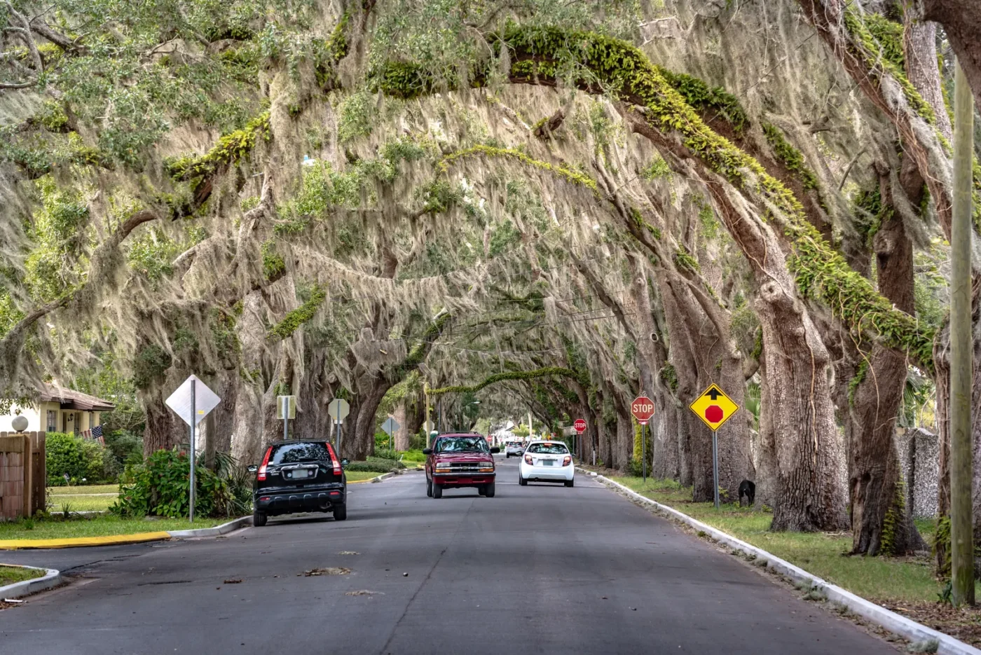 Oak-lined residential street draped in Spanish moss