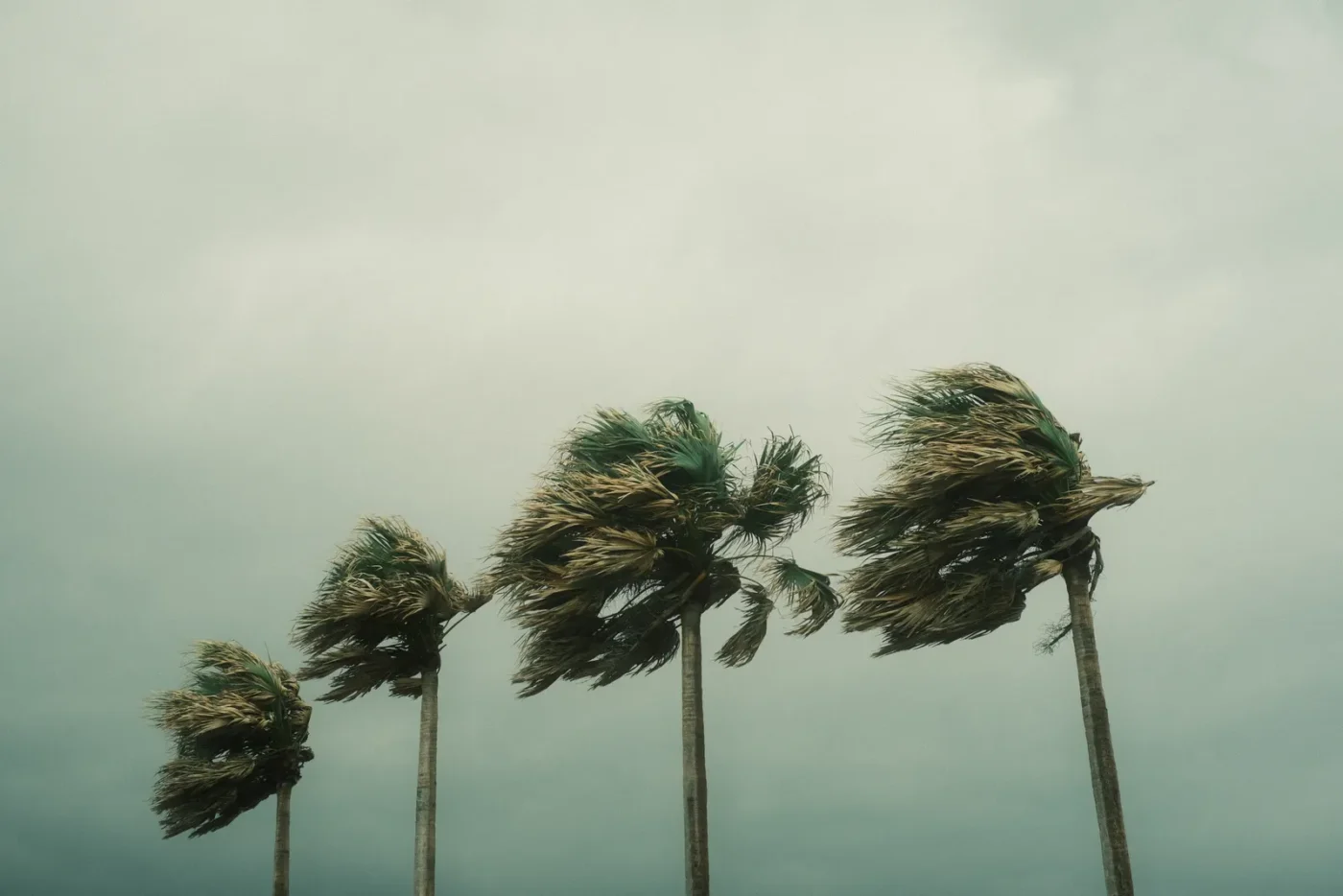 Palm trees bending in strong wind before a storm