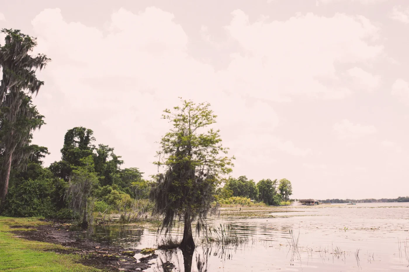 Cypress trees along a lake near Windermere, Florida