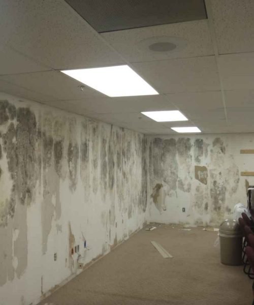 Mold Inspection in Apopka FL