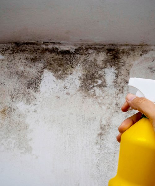 Professional Mold Inspection Services in Longwood FL