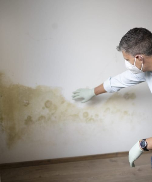 Where Does Mold Commonly Grow?