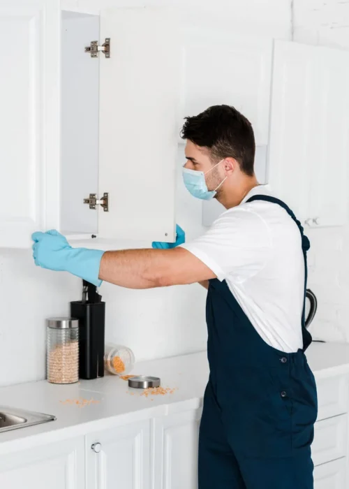 Termite Inspection Services in Longwood FL
